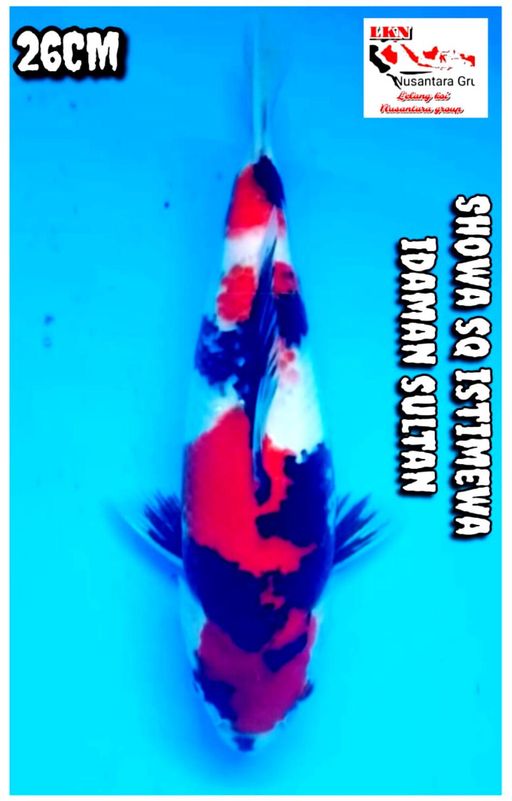 Lelang Koi Online, Jual Beli Ikan Koi, Pusat Jual Beli Koi, Info Lelang Koi Hari Ini, Platform Jual Beli Koi, Jual Beli Ikan Koi Online, Marketplace Ikan Koi, Jual Koi Terbaik, Tempat Beli Koi Berkualitas, Pasar Ikan Koi Online Terpercaya, Penjual Ikan Koi Terpercaya, Beli Koi Hias Online, Ikan Koi untuk Dijual, Koi Kualitas Terbaik, Toko Online Ikan Koi, Koi Hias Untuk Dijual, Jual Beli Ikan Koi Lokal, Koi Indonesia Online, Pusat Jual Beli Koi Terbesar