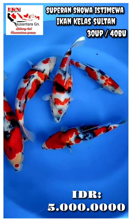 Lelang Koi Online, Jual Beli Ikan Koi, Pusat Jual Beli Koi, Info Lelang Koi Hari Ini, Platform Jual Beli Koi, Jual Beli Ikan Koi Online, Marketplace Ikan Koi, Jual Koi Terbaik, Tempat Beli Koi Berkualitas, Pasar Ikan Koi Online Terpercaya, Penjual Ikan Koi Terpercaya, Beli Koi Hias Online, Ikan Koi untuk Dijual, Koi Kualitas Terbaik, Toko Online Ikan Koi, Koi Hias Untuk Dijual, Jual Beli Ikan Koi Lokal, Koi Indonesia Online, Pusat Jual Beli Koi Terbesar