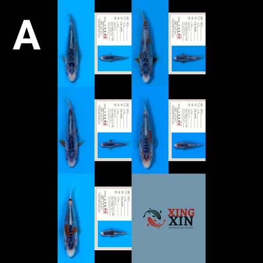 Lelang Koi Online, Jual Beli Ikan Koi, Pusat Jual Beli Koi, Info Lelang Koi Hari Ini, Platform Jual Beli Koi, Jual Beli Ikan Koi Online, Marketplace Ikan Koi, Jual Koi Terbaik, Tempat Beli Koi Berkualitas, Pasar Ikan Koi Online Terpercaya, Penjual Ikan Koi Terpercaya, Beli Koi Hias Online, Ikan Koi untuk Dijual, Koi Kualitas Terbaik, Toko Online Ikan Koi, Koi Hias Untuk Dijual, Jual Beli Ikan Koi Lokal, Koi Indonesia Online, Pusat Jual Beli Koi Terbesar