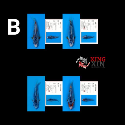 Lelang Koi Online, Jual Beli Ikan Koi, Pusat Jual Beli Koi, Info Lelang Koi Hari Ini, Platform Jual Beli Koi, Jual Beli Ikan Koi Online, Marketplace Ikan Koi, Jual Koi Terbaik, Tempat Beli Koi Berkualitas, Pasar Ikan Koi Online Terpercaya, Penjual Ikan Koi Terpercaya, Beli Koi Hias Online, Ikan Koi untuk Dijual, Koi Kualitas Terbaik, Toko Online Ikan Koi, Koi Hias Untuk Dijual, Jual Beli Ikan Koi Lokal, Koi Indonesia Online, Pusat Jual Beli Koi Terbesar
