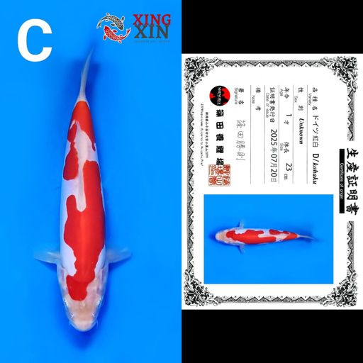 Lelang Koi Online, Jual Beli Ikan Koi, Pusat Jual Beli Koi, Info Lelang Koi Hari Ini, Platform Jual Beli Koi, Jual Beli Ikan Koi Online, Marketplace Ikan Koi, Jual Koi Terbaik, Tempat Beli Koi Berkualitas, Pasar Ikan Koi Online Terpercaya, Penjual Ikan Koi Terpercaya, Beli Koi Hias Online, Ikan Koi untuk Dijual, Koi Kualitas Terbaik, Toko Online Ikan Koi, Koi Hias Untuk Dijual, Jual Beli Ikan Koi Lokal, Koi Indonesia Online, Pusat Jual Beli Koi Terbesar