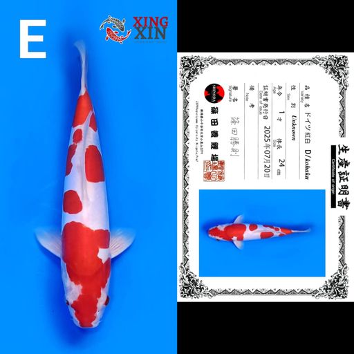 Lelang Koi Online, Jual Beli Ikan Koi, Pusat Jual Beli Koi, Info Lelang Koi Hari Ini, Platform Jual Beli Koi, Jual Beli Ikan Koi Online, Marketplace Ikan Koi, Jual Koi Terbaik, Tempat Beli Koi Berkualitas, Pasar Ikan Koi Online Terpercaya, Penjual Ikan Koi Terpercaya, Beli Koi Hias Online, Ikan Koi untuk Dijual, Koi Kualitas Terbaik, Toko Online Ikan Koi, Koi Hias Untuk Dijual, Jual Beli Ikan Koi Lokal, Koi Indonesia Online, Pusat Jual Beli Koi Terbesar