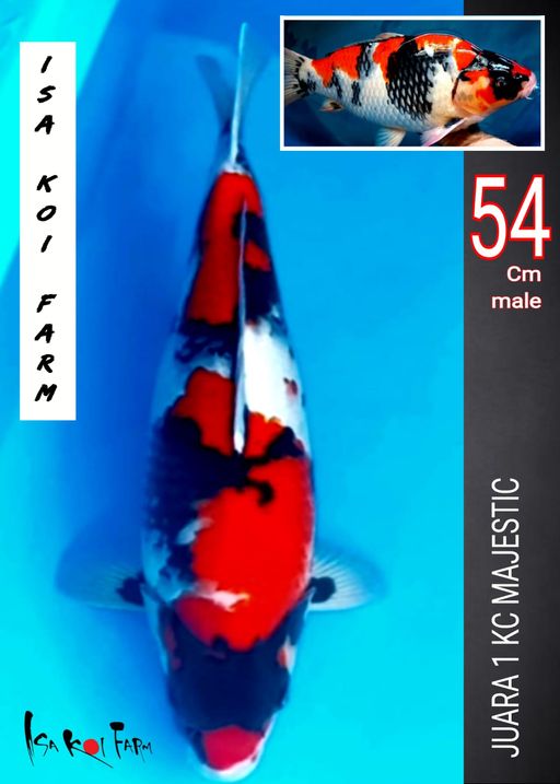 Lelang Koi Online, Jual Beli Ikan Koi, Pusat Jual Beli Koi, Info Lelang Koi Hari Ini, Platform Jual Beli Koi, Jual Beli Ikan Koi Online, Marketplace Ikan Koi, Jual Koi Terbaik, Tempat Beli Koi Berkualitas, Pasar Ikan Koi Online Terpercaya, Penjual Ikan Koi Terpercaya, Beli Koi Hias Online, Ikan Koi untuk Dijual, Koi Kualitas Terbaik, Toko Online Ikan Koi, Koi Hias Untuk Dijual, Jual Beli Ikan Koi Lokal, Koi Indonesia Online, Pusat Jual Beli Koi Terbesar