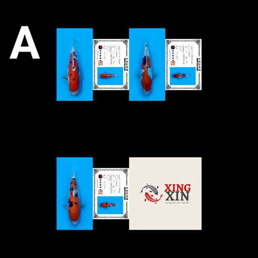 Lelang Koi Online, Jual Beli Ikan Koi, Pusat Jual Beli Koi, Info Lelang Koi Hari Ini, Platform Jual Beli Koi, Jual Beli Ikan Koi Online, Marketplace Ikan Koi, Jual Koi Terbaik, Tempat Beli Koi Berkualitas, Pasar Ikan Koi Online Terpercaya, Penjual Ikan Koi Terpercaya, Beli Koi Hias Online, Ikan Koi untuk Dijual, Koi Kualitas Terbaik, Toko Online Ikan Koi, Koi Hias Untuk Dijual, Jual Beli Ikan Koi Lokal, Koi Indonesia Online, Pusat Jual Beli Koi Terbesar