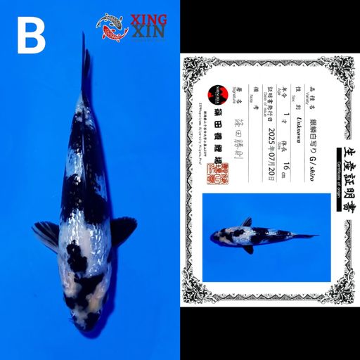 Lelang Koi Online, Jual Beli Ikan Koi, Pusat Jual Beli Koi, Info Lelang Koi Hari Ini, Platform Jual Beli Koi, Jual Beli Ikan Koi Online, Marketplace Ikan Koi, Jual Koi Terbaik, Tempat Beli Koi Berkualitas, Pasar Ikan Koi Online Terpercaya, Penjual Ikan Koi Terpercaya, Beli Koi Hias Online, Ikan Koi untuk Dijual, Koi Kualitas Terbaik, Toko Online Ikan Koi, Koi Hias Untuk Dijual, Jual Beli Ikan Koi Lokal, Koi Indonesia Online, Pusat Jual Beli Koi Terbesar