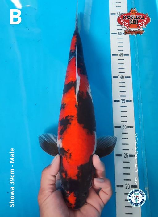 Lelang Koi Online, Jual Beli Ikan Koi, Pusat Jual Beli Koi, Info Lelang Koi Hari Ini, Platform Jual Beli Koi, Jual Beli Ikan Koi Online, Marketplace Ikan Koi, Jual Koi Terbaik, Tempat Beli Koi Berkualitas, Pasar Ikan Koi Online Terpercaya, Penjual Ikan Koi Terpercaya, Beli Koi Hias Online, Ikan Koi untuk Dijual, Koi Kualitas Terbaik, Toko Online Ikan Koi, Koi Hias Untuk Dijual, Jual Beli Ikan Koi Lokal, Koi Indonesia Online, Pusat Jual Beli Koi Terbesar