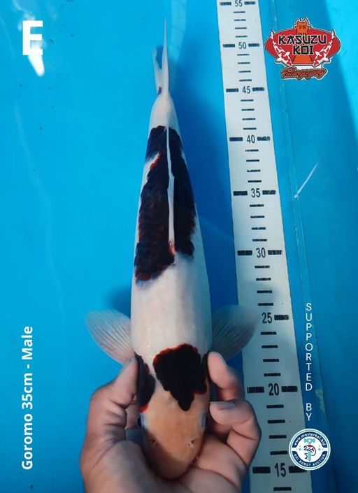Lelang Koi Online, Jual Beli Ikan Koi, Pusat Jual Beli Koi, Info Lelang Koi Hari Ini, Platform Jual Beli Koi, Jual Beli Ikan Koi Online, Marketplace Ikan Koi, Jual Koi Terbaik, Tempat Beli Koi Berkualitas, Pasar Ikan Koi Online Terpercaya, Penjual Ikan Koi Terpercaya, Beli Koi Hias Online, Ikan Koi untuk Dijual, Koi Kualitas Terbaik, Toko Online Ikan Koi, Koi Hias Untuk Dijual, Jual Beli Ikan Koi Lokal, Koi Indonesia Online, Pusat Jual Beli Koi Terbesar