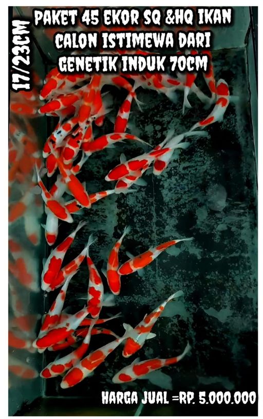 Lelang Koi Online, Jual Beli Ikan Koi, Pusat Jual Beli Koi, Info Lelang Koi Hari Ini, Platform Jual Beli Koi, Jual Beli Ikan Koi Online, Marketplace Ikan Koi, Jual Koi Terbaik, Tempat Beli Koi Berkualitas, Pasar Ikan Koi Online Terpercaya, Penjual Ikan Koi Terpercaya, Beli Koi Hias Online, Ikan Koi untuk Dijual, Koi Kualitas Terbaik, Toko Online Ikan Koi, Koi Hias Untuk Dijual, Jual Beli Ikan Koi Lokal, Koi Indonesia Online, Pusat Jual Beli Koi Terbesar