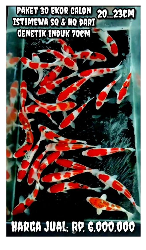 Lelang Koi Online, Jual Beli Ikan Koi, Pusat Jual Beli Koi, Info Lelang Koi Hari Ini, Platform Jual Beli Koi, Jual Beli Ikan Koi Online, Marketplace Ikan Koi, Jual Koi Terbaik, Tempat Beli Koi Berkualitas, Pasar Ikan Koi Online Terpercaya, Penjual Ikan Koi Terpercaya, Beli Koi Hias Online, Ikan Koi untuk Dijual, Koi Kualitas Terbaik, Toko Online Ikan Koi, Koi Hias Untuk Dijual, Jual Beli Ikan Koi Lokal, Koi Indonesia Online, Pusat Jual Beli Koi Terbesar