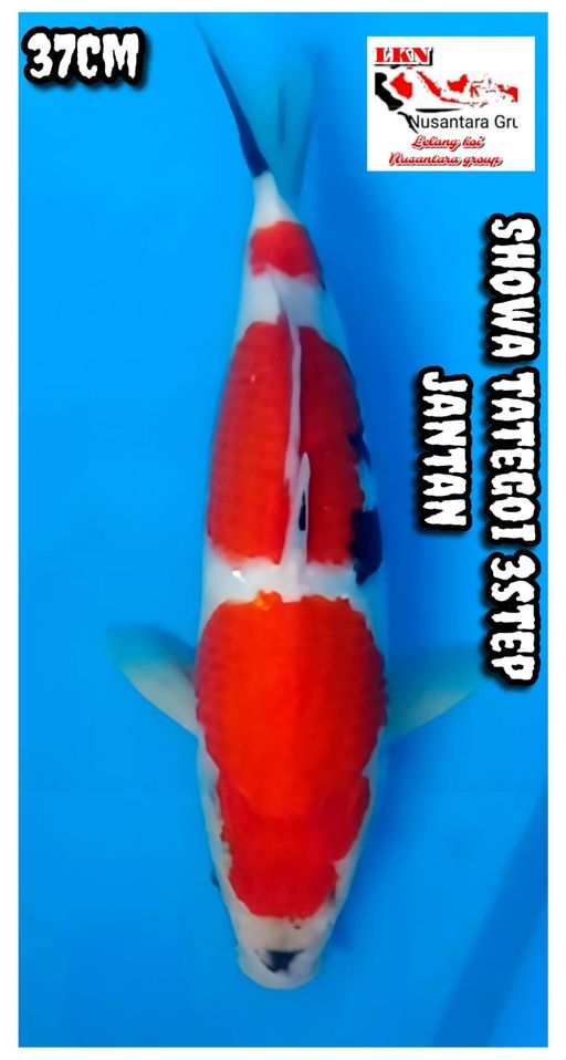 Lelang Koi Online, Jual Beli Ikan Koi, Pusat Jual Beli Koi, Info Lelang Koi Hari Ini, Platform Jual Beli Koi, Jual Beli Ikan Koi Online, Marketplace Ikan Koi, Jual Koi Terbaik, Tempat Beli Koi Berkualitas, Pasar Ikan Koi Online Terpercaya, Penjual Ikan Koi Terpercaya, Beli Koi Hias Online, Ikan Koi untuk Dijual, Koi Kualitas Terbaik, Toko Online Ikan Koi, Koi Hias Untuk Dijual, Jual Beli Ikan Koi Lokal, Koi Indonesia Online, Pusat Jual Beli Koi Terbesar