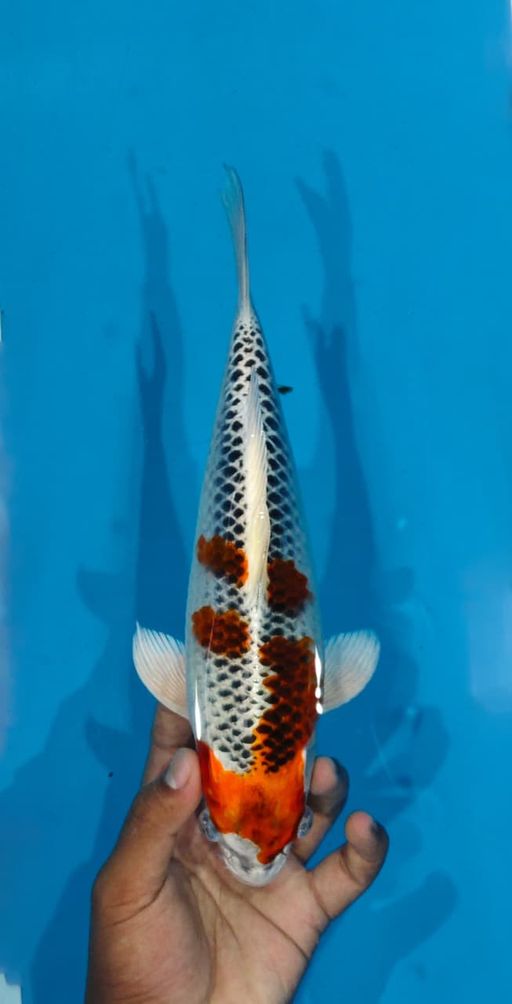 Lelang Koi Online, Jual Beli Ikan Koi, Pusat Jual Beli Koi, Info Lelang Koi Hari Ini, Platform Jual Beli Koi, Jual Beli Ikan Koi Online, Marketplace Ikan Koi, Jual Koi Terbaik, Tempat Beli Koi Berkualitas, Pasar Ikan Koi Online Terpercaya, Penjual Ikan Koi Terpercaya, Beli Koi Hias Online, Ikan Koi untuk Dijual, Koi Kualitas Terbaik, Toko Online Ikan Koi, Koi Hias Untuk Dijual, Jual Beli Ikan Koi Lokal, Koi Indonesia Online, Pusat Jual Beli Koi Terbesar