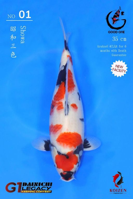 Lelang Koi Online, Jual Beli Ikan Koi, Pusat Jual Beli Koi, Info Lelang Koi Hari Ini, Platform Jual Beli Koi, Jual Beli Ikan Koi Online, Marketplace Ikan Koi, Jual Koi Terbaik, Tempat Beli Koi Berkualitas, Pasar Ikan Koi Online Terpercaya, Penjual Ikan Koi Terpercaya, Beli Koi Hias Online, Ikan Koi untuk Dijual, Koi Kualitas Terbaik, Toko Online Ikan Koi, Koi Hias Untuk Dijual, Jual Beli Ikan Koi Lokal, Koi Indonesia Online, Pusat Jual Beli Koi Terbesar