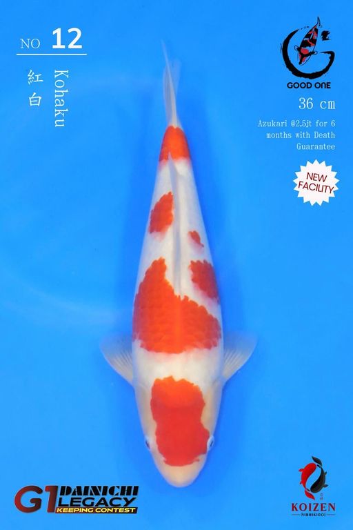 Lelang Koi Online, Jual Beli Ikan Koi, Pusat Jual Beli Koi, Info Lelang Koi Hari Ini, Platform Jual Beli Koi, Jual Beli Ikan Koi Online, Marketplace Ikan Koi, Jual Koi Terbaik, Tempat Beli Koi Berkualitas, Pasar Ikan Koi Online Terpercaya, Penjual Ikan Koi Terpercaya, Beli Koi Hias Online, Ikan Koi untuk Dijual, Koi Kualitas Terbaik, Toko Online Ikan Koi, Koi Hias Untuk Dijual, Jual Beli Ikan Koi Lokal, Koi Indonesia Online, Pusat Jual Beli Koi Terbesar
