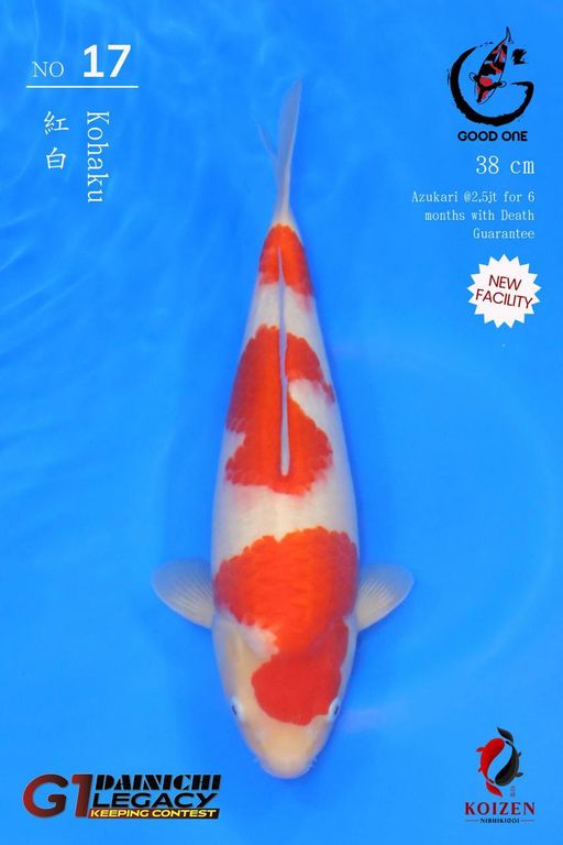 Lelang Koi Online, Jual Beli Ikan Koi, Pusat Jual Beli Koi, Info Lelang Koi Hari Ini, Platform Jual Beli Koi, Jual Beli Ikan Koi Online, Marketplace Ikan Koi, Jual Koi Terbaik, Tempat Beli Koi Berkualitas, Pasar Ikan Koi Online Terpercaya, Penjual Ikan Koi Terpercaya, Beli Koi Hias Online, Ikan Koi untuk Dijual, Koi Kualitas Terbaik, Toko Online Ikan Koi, Koi Hias Untuk Dijual, Jual Beli Ikan Koi Lokal, Koi Indonesia Online, Pusat Jual Beli Koi Terbesar