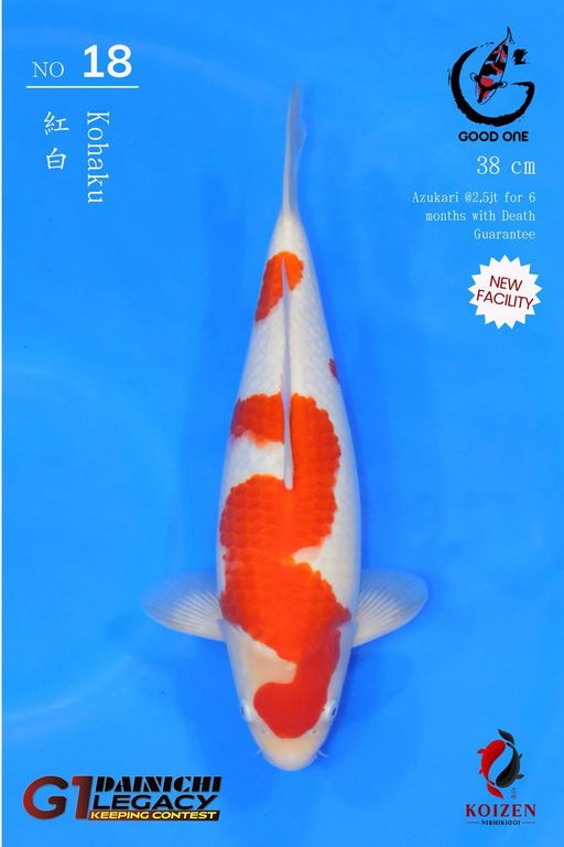 Lelang Koi Online, Jual Beli Ikan Koi, Pusat Jual Beli Koi, Info Lelang Koi Hari Ini, Platform Jual Beli Koi, Jual Beli Ikan Koi Online, Marketplace Ikan Koi, Jual Koi Terbaik, Tempat Beli Koi Berkualitas, Pasar Ikan Koi Online Terpercaya, Penjual Ikan Koi Terpercaya, Beli Koi Hias Online, Ikan Koi untuk Dijual, Koi Kualitas Terbaik, Toko Online Ikan Koi, Koi Hias Untuk Dijual, Jual Beli Ikan Koi Lokal, Koi Indonesia Online, Pusat Jual Beli Koi Terbesar