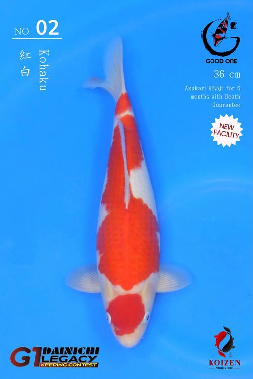 Lelang Koi Online, Jual Beli Ikan Koi, Pusat Jual Beli Koi, Info Lelang Koi Hari Ini, Platform Jual Beli Koi, Jual Beli Ikan Koi Online, Marketplace Ikan Koi, Jual Koi Terbaik, Tempat Beli Koi Berkualitas, Pasar Ikan Koi Online Terpercaya, Penjual Ikan Koi Terpercaya, Beli Koi Hias Online, Ikan Koi untuk Dijual, Koi Kualitas Terbaik, Toko Online Ikan Koi, Koi Hias Untuk Dijual, Jual Beli Ikan Koi Lokal, Koi Indonesia Online, Pusat Jual Beli Koi Terbesar