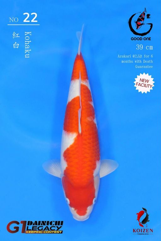 Lelang Koi Online, Jual Beli Ikan Koi, Pusat Jual Beli Koi, Info Lelang Koi Hari Ini, Platform Jual Beli Koi, Jual Beli Ikan Koi Online, Marketplace Ikan Koi, Jual Koi Terbaik, Tempat Beli Koi Berkualitas, Pasar Ikan Koi Online Terpercaya, Penjual Ikan Koi Terpercaya, Beli Koi Hias Online, Ikan Koi untuk Dijual, Koi Kualitas Terbaik, Toko Online Ikan Koi, Koi Hias Untuk Dijual, Jual Beli Ikan Koi Lokal, Koi Indonesia Online, Pusat Jual Beli Koi Terbesar