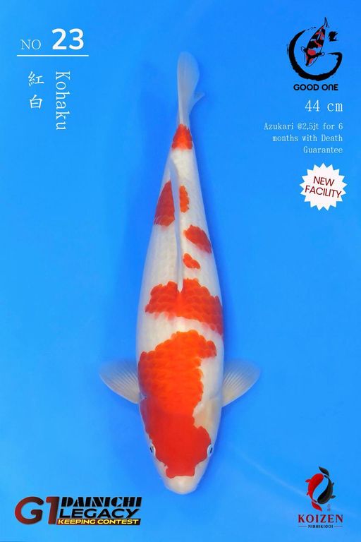 Lelang Koi Online, Jual Beli Ikan Koi, Pusat Jual Beli Koi, Info Lelang Koi Hari Ini, Platform Jual Beli Koi, Jual Beli Ikan Koi Online, Marketplace Ikan Koi, Jual Koi Terbaik, Tempat Beli Koi Berkualitas, Pasar Ikan Koi Online Terpercaya, Penjual Ikan Koi Terpercaya, Beli Koi Hias Online, Ikan Koi untuk Dijual, Koi Kualitas Terbaik, Toko Online Ikan Koi, Koi Hias Untuk Dijual, Jual Beli Ikan Koi Lokal, Koi Indonesia Online, Pusat Jual Beli Koi Terbesar