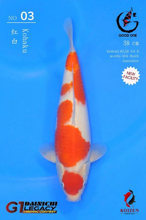 Lelang Koi Online, Jual Beli Ikan Koi, Pusat Jual Beli Koi, Info Lelang Koi Hari Ini, Platform Jual Beli Koi, Jual Beli Ikan Koi Online, Marketplace Ikan Koi, Jual Koi Terbaik, Tempat Beli Koi Berkualitas, Pasar Ikan Koi Online Terpercaya, Penjual Ikan Koi Terpercaya, Beli Koi Hias Online, Ikan Koi untuk Dijual, Koi Kualitas Terbaik, Toko Online Ikan Koi, Koi Hias Untuk Dijual, Jual Beli Ikan Koi Lokal, Koi Indonesia Online, Pusat Jual Beli Koi Terbesar
