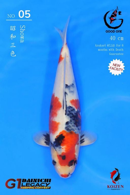 Lelang Koi Online, Jual Beli Ikan Koi, Pusat Jual Beli Koi, Info Lelang Koi Hari Ini, Platform Jual Beli Koi, Jual Beli Ikan Koi Online, Marketplace Ikan Koi, Jual Koi Terbaik, Tempat Beli Koi Berkualitas, Pasar Ikan Koi Online Terpercaya, Penjual Ikan Koi Terpercaya, Beli Koi Hias Online, Ikan Koi untuk Dijual, Koi Kualitas Terbaik, Toko Online Ikan Koi, Koi Hias Untuk Dijual, Jual Beli Ikan Koi Lokal, Koi Indonesia Online, Pusat Jual Beli Koi Terbesar