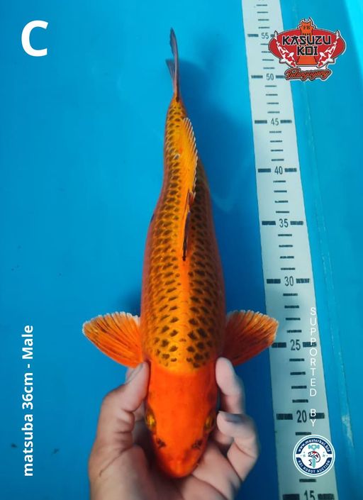 Lelang Koi Online, Jual Beli Ikan Koi, Pusat Jual Beli Koi, Info Lelang Koi Hari Ini, Platform Jual Beli Koi, Jual Beli Ikan Koi Online, Marketplace Ikan Koi, Jual Koi Terbaik, Tempat Beli Koi Berkualitas, Pasar Ikan Koi Online Terpercaya, Penjual Ikan Koi Terpercaya, Beli Koi Hias Online, Ikan Koi untuk Dijual, Koi Kualitas Terbaik, Toko Online Ikan Koi, Koi Hias Untuk Dijual, Jual Beli Ikan Koi Lokal, Koi Indonesia Online, Pusat Jual Beli Koi Terbesar