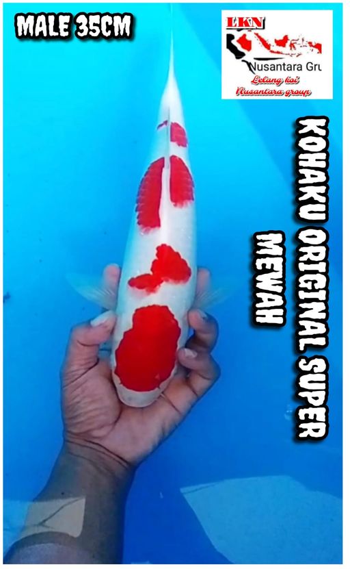 Lelang Koi Online, Jual Beli Ikan Koi, Pusat Jual Beli Koi, Info Lelang Koi Hari Ini, Platform Jual Beli Koi, Jual Beli Ikan Koi Online, Marketplace Ikan Koi, Jual Koi Terbaik, Tempat Beli Koi Berkualitas, Pasar Ikan Koi Online Terpercaya, Penjual Ikan Koi Terpercaya, Beli Koi Hias Online, Ikan Koi untuk Dijual, Koi Kualitas Terbaik, Toko Online Ikan Koi, Koi Hias Untuk Dijual, Jual Beli Ikan Koi Lokal, Koi Indonesia Online, Pusat Jual Beli Koi Terbesar