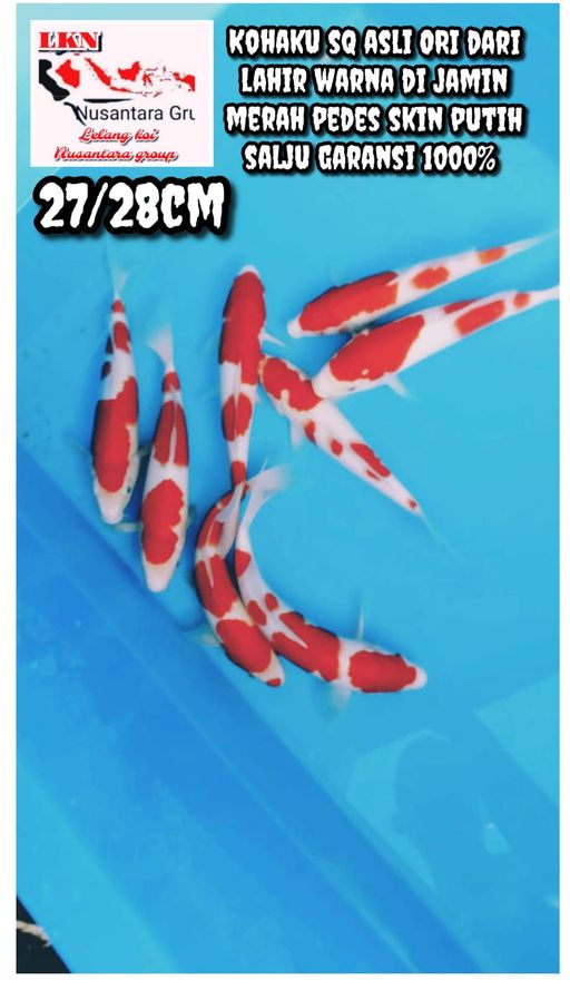 Lelang Koi Online, Jual Beli Ikan Koi, Pusat Jual Beli Koi, Info Lelang Koi Hari Ini, Platform Jual Beli Koi, Jual Beli Ikan Koi Online, Marketplace Ikan Koi, Jual Koi Terbaik, Tempat Beli Koi Berkualitas, Pasar Ikan Koi Online Terpercaya, Penjual Ikan Koi Terpercaya, Beli Koi Hias Online, Ikan Koi untuk Dijual, Koi Kualitas Terbaik, Toko Online Ikan Koi, Koi Hias Untuk Dijual, Jual Beli Ikan Koi Lokal, Koi Indonesia Online, Pusat Jual Beli Koi Terbesar