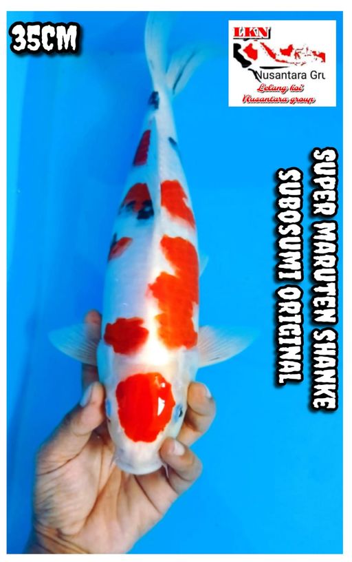 Lelang Koi Online, Jual Beli Ikan Koi, Pusat Jual Beli Koi, Info Lelang Koi Hari Ini, Platform Jual Beli Koi, Jual Beli Ikan Koi Online, Marketplace Ikan Koi, Jual Koi Terbaik, Tempat Beli Koi Berkualitas, Pasar Ikan Koi Online Terpercaya, Penjual Ikan Koi Terpercaya, Beli Koi Hias Online, Ikan Koi untuk Dijual, Koi Kualitas Terbaik, Toko Online Ikan Koi, Koi Hias Untuk Dijual, Jual Beli Ikan Koi Lokal, Koi Indonesia Online, Pusat Jual Beli Koi Terbesar