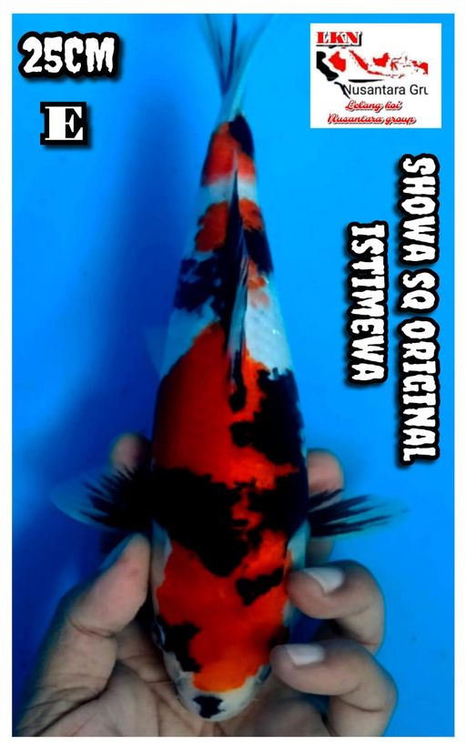 Lelang Koi Online, Jual Beli Ikan Koi, Pusat Jual Beli Koi, Info Lelang Koi Hari Ini, Platform Jual Beli Koi, Jual Beli Ikan Koi Online, Marketplace Ikan Koi, Jual Koi Terbaik, Tempat Beli Koi Berkualitas, Pasar Ikan Koi Online Terpercaya, Penjual Ikan Koi Terpercaya, Beli Koi Hias Online, Ikan Koi untuk Dijual, Koi Kualitas Terbaik, Toko Online Ikan Koi, Koi Hias Untuk Dijual, Jual Beli Ikan Koi Lokal, Koi Indonesia Online, Pusat Jual Beli Koi Terbesar