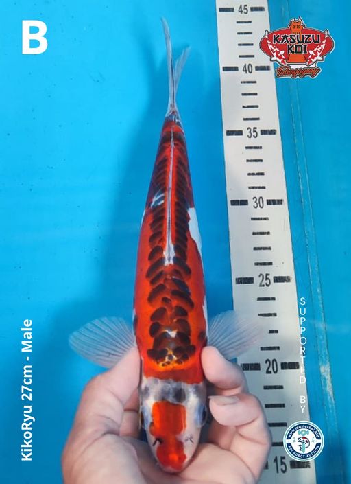 Lelang Koi Online, Jual Beli Ikan Koi, Pusat Jual Beli Koi, Info Lelang Koi Hari Ini, Platform Jual Beli Koi, Jual Beli Ikan Koi Online, Marketplace Ikan Koi, Jual Koi Terbaik, Tempat Beli Koi Berkualitas, Pasar Ikan Koi Online Terpercaya, Penjual Ikan Koi Terpercaya, Beli Koi Hias Online, Ikan Koi untuk Dijual, Koi Kualitas Terbaik, Toko Online Ikan Koi, Koi Hias Untuk Dijual, Jual Beli Ikan Koi Lokal, Koi Indonesia Online, Pusat Jual Beli Koi Terbesar