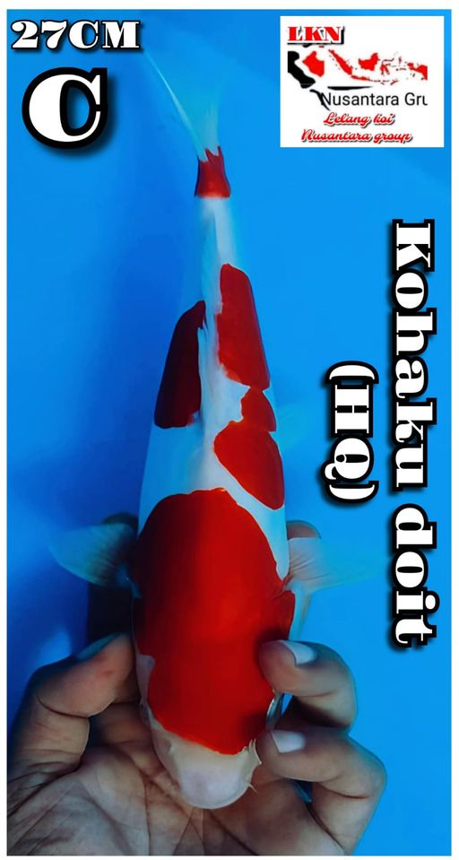 Lelang Koi Online, Jual Beli Ikan Koi, Pusat Jual Beli Koi, Info Lelang Koi Hari Ini, Platform Jual Beli Koi, Jual Beli Ikan Koi Online, Marketplace Ikan Koi, Jual Koi Terbaik, Tempat Beli Koi Berkualitas, Pasar Ikan Koi Online Terpercaya, Penjual Ikan Koi Terpercaya, Beli Koi Hias Online, Ikan Koi untuk Dijual, Koi Kualitas Terbaik, Toko Online Ikan Koi, Koi Hias Untuk Dijual, Jual Beli Ikan Koi Lokal, Koi Indonesia Online, Pusat Jual Beli Koi Terbesar