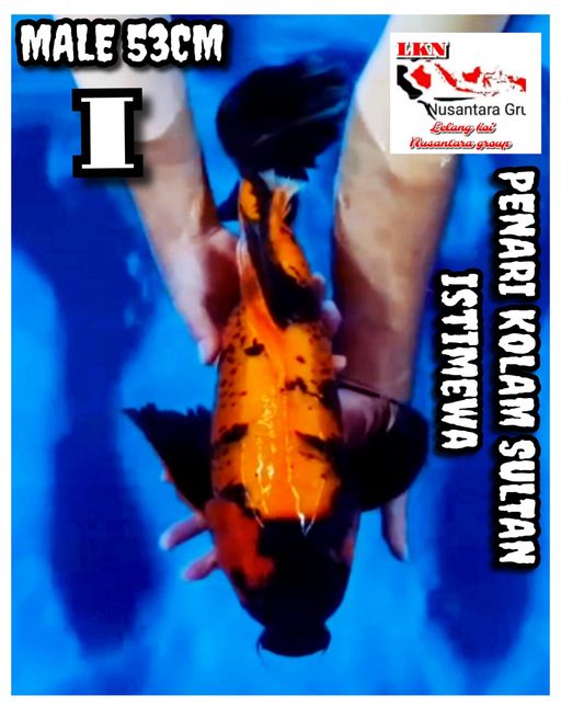 Lelang Koi Online, Jual Beli Ikan Koi, Pusat Jual Beli Koi, Info Lelang Koi Hari Ini, Platform Jual Beli Koi, Jual Beli Ikan Koi Online, Marketplace Ikan Koi, Jual Koi Terbaik, Tempat Beli Koi Berkualitas, Pasar Ikan Koi Online Terpercaya, Penjual Ikan Koi Terpercaya, Beli Koi Hias Online, Ikan Koi untuk Dijual, Koi Kualitas Terbaik, Toko Online Ikan Koi, Koi Hias Untuk Dijual, Jual Beli Ikan Koi Lokal, Koi Indonesia Online, Pusat Jual Beli Koi Terbesar