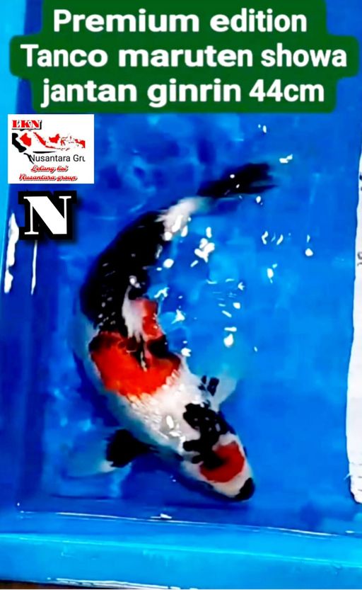 Lelang Koi Online, Jual Beli Ikan Koi, Pusat Jual Beli Koi, Info Lelang Koi Hari Ini, Platform Jual Beli Koi, Jual Beli Ikan Koi Online, Marketplace Ikan Koi, Jual Koi Terbaik, Tempat Beli Koi Berkualitas, Pasar Ikan Koi Online Terpercaya, Penjual Ikan Koi Terpercaya, Beli Koi Hias Online, Ikan Koi untuk Dijual, Koi Kualitas Terbaik, Toko Online Ikan Koi, Koi Hias Untuk Dijual, Jual Beli Ikan Koi Lokal, Koi Indonesia Online, Pusat Jual Beli Koi Terbesar