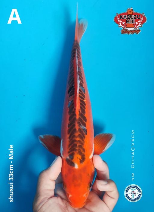 Lelang Koi Online, Jual Beli Ikan Koi, Pusat Jual Beli Koi, Info Lelang Koi Hari Ini, Platform Jual Beli Koi, Jual Beli Ikan Koi Online, Marketplace Ikan Koi, Jual Koi Terbaik, Tempat Beli Koi Berkualitas, Pasar Ikan Koi Online Terpercaya, Penjual Ikan Koi Terpercaya, Beli Koi Hias Online, Ikan Koi untuk Dijual, Koi Kualitas Terbaik, Toko Online Ikan Koi, Koi Hias Untuk Dijual, Jual Beli Ikan Koi Lokal, Koi Indonesia Online, Pusat Jual Beli Koi Terbesar