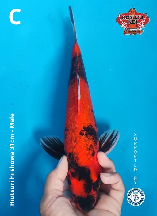 Lelang Koi Online, Jual Beli Ikan Koi, Pusat Jual Beli Koi, Info Lelang Koi Hari Ini, Platform Jual Beli Koi, Jual Beli Ikan Koi Online, Marketplace Ikan Koi, Jual Koi Terbaik, Tempat Beli Koi Berkualitas, Pasar Ikan Koi Online Terpercaya, Penjual Ikan Koi Terpercaya, Beli Koi Hias Online, Ikan Koi untuk Dijual, Koi Kualitas Terbaik, Toko Online Ikan Koi, Koi Hias Untuk Dijual, Jual Beli Ikan Koi Lokal, Koi Indonesia Online, Pusat Jual Beli Koi Terbesar