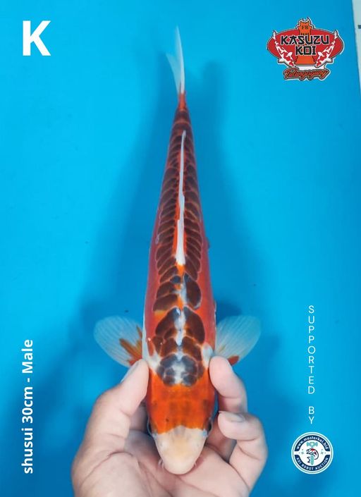 Lelang Koi Online, Jual Beli Ikan Koi, Pusat Jual Beli Koi, Info Lelang Koi Hari Ini, Platform Jual Beli Koi, Jual Beli Ikan Koi Online, Marketplace Ikan Koi, Jual Koi Terbaik, Tempat Beli Koi Berkualitas, Pasar Ikan Koi Online Terpercaya, Penjual Ikan Koi Terpercaya, Beli Koi Hias Online, Ikan Koi untuk Dijual, Koi Kualitas Terbaik, Toko Online Ikan Koi, Koi Hias Untuk Dijual, Jual Beli Ikan Koi Lokal, Koi Indonesia Online, Pusat Jual Beli Koi Terbesar
