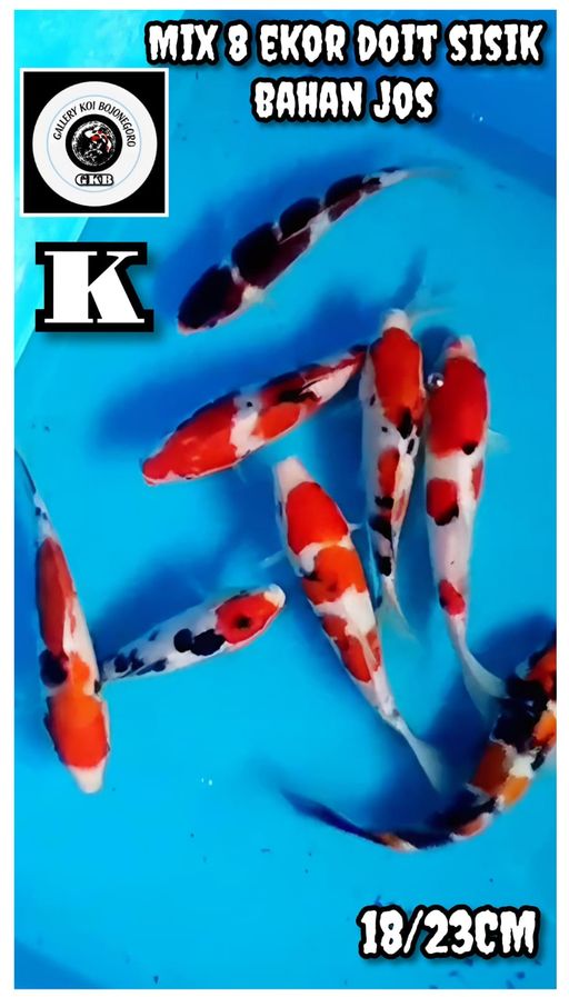 Lelang Koi Online, Jual Beli Ikan Koi, Pusat Jual Beli Koi, Info Lelang Koi Hari Ini, Platform Jual Beli Koi, Jual Beli Ikan Koi Online, Marketplace Ikan Koi, Jual Koi Terbaik, Tempat Beli Koi Berkualitas, Pasar Ikan Koi Online Terpercaya, Penjual Ikan Koi Terpercaya, Beli Koi Hias Online, Ikan Koi untuk Dijual, Koi Kualitas Terbaik, Toko Online Ikan Koi, Koi Hias Untuk Dijual, Jual Beli Ikan Koi Lokal, Koi Indonesia Online, Pusat Jual Beli Koi Terbesar