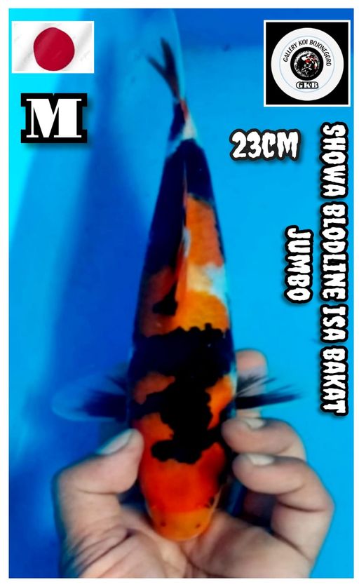 Lelang Koi Online, Jual Beli Ikan Koi, Pusat Jual Beli Koi, Info Lelang Koi Hari Ini, Platform Jual Beli Koi, Jual Beli Ikan Koi Online, Marketplace Ikan Koi, Jual Koi Terbaik, Tempat Beli Koi Berkualitas, Pasar Ikan Koi Online Terpercaya, Penjual Ikan Koi Terpercaya, Beli Koi Hias Online, Ikan Koi untuk Dijual, Koi Kualitas Terbaik, Toko Online Ikan Koi, Koi Hias Untuk Dijual, Jual Beli Ikan Koi Lokal, Koi Indonesia Online, Pusat Jual Beli Koi Terbesar