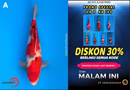 Lelang Koi Online, Jual Beli Ikan Koi, Pusat Jual Beli Koi, Info Lelang Koi Hari Ini, Platform Jual Beli Koi, Jual Beli Ikan Koi Online, Marketplace Ikan Koi, Jual Koi Terbaik, Tempat Beli Koi Berkualitas, Pasar Ikan Koi Online Terpercaya, Penjual Ikan Koi Terpercaya, Beli Koi Hias Online, Ikan Koi untuk Dijual, Koi Kualitas Terbaik, Toko Online Ikan Koi, Koi Hias Untuk Dijual, Jual Beli Ikan Koi Lokal, Koi Indonesia Online, Pusat Jual Beli Koi Terbesar
