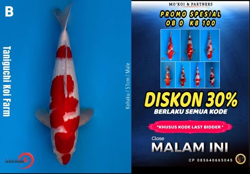 Lelang Koi Online, Jual Beli Ikan Koi, Pusat Jual Beli Koi, Info Lelang Koi Hari Ini, Platform Jual Beli Koi, Jual Beli Ikan Koi Online, Marketplace Ikan Koi, Jual Koi Terbaik, Tempat Beli Koi Berkualitas, Pasar Ikan Koi Online Terpercaya, Penjual Ikan Koi Terpercaya, Beli Koi Hias Online, Ikan Koi untuk Dijual, Koi Kualitas Terbaik, Toko Online Ikan Koi, Koi Hias Untuk Dijual, Jual Beli Ikan Koi Lokal, Koi Indonesia Online, Pusat Jual Beli Koi Terbesar