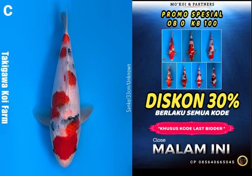 Lelang Koi Online, Jual Beli Ikan Koi, Pusat Jual Beli Koi, Info Lelang Koi Hari Ini, Platform Jual Beli Koi, Jual Beli Ikan Koi Online, Marketplace Ikan Koi, Jual Koi Terbaik, Tempat Beli Koi Berkualitas, Pasar Ikan Koi Online Terpercaya, Penjual Ikan Koi Terpercaya, Beli Koi Hias Online, Ikan Koi untuk Dijual, Koi Kualitas Terbaik, Toko Online Ikan Koi, Koi Hias Untuk Dijual, Jual Beli Ikan Koi Lokal, Koi Indonesia Online, Pusat Jual Beli Koi Terbesar