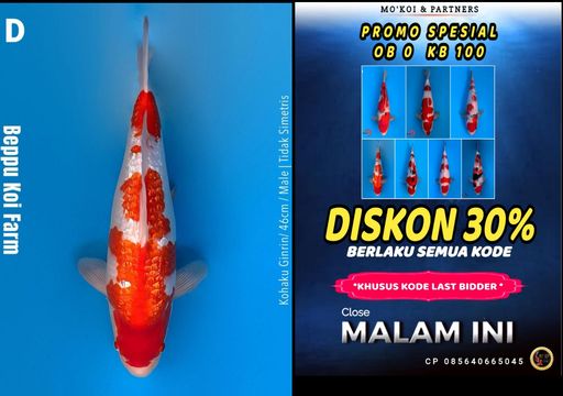 Lelang Koi Online, Jual Beli Ikan Koi, Pusat Jual Beli Koi, Info Lelang Koi Hari Ini, Platform Jual Beli Koi, Jual Beli Ikan Koi Online, Marketplace Ikan Koi, Jual Koi Terbaik, Tempat Beli Koi Berkualitas, Pasar Ikan Koi Online Terpercaya, Penjual Ikan Koi Terpercaya, Beli Koi Hias Online, Ikan Koi untuk Dijual, Koi Kualitas Terbaik, Toko Online Ikan Koi, Koi Hias Untuk Dijual, Jual Beli Ikan Koi Lokal, Koi Indonesia Online, Pusat Jual Beli Koi Terbesar
