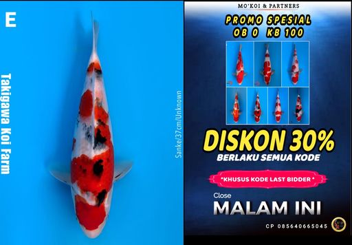 Lelang Koi Online, Jual Beli Ikan Koi, Pusat Jual Beli Koi, Info Lelang Koi Hari Ini, Platform Jual Beli Koi, Jual Beli Ikan Koi Online, Marketplace Ikan Koi, Jual Koi Terbaik, Tempat Beli Koi Berkualitas, Pasar Ikan Koi Online Terpercaya, Penjual Ikan Koi Terpercaya, Beli Koi Hias Online, Ikan Koi untuk Dijual, Koi Kualitas Terbaik, Toko Online Ikan Koi, Koi Hias Untuk Dijual, Jual Beli Ikan Koi Lokal, Koi Indonesia Online, Pusat Jual Beli Koi Terbesar