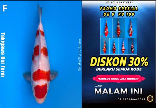Lelang Koi Online, Jual Beli Ikan Koi, Pusat Jual Beli Koi, Info Lelang Koi Hari Ini, Platform Jual Beli Koi, Jual Beli Ikan Koi Online, Marketplace Ikan Koi, Jual Koi Terbaik, Tempat Beli Koi Berkualitas, Pasar Ikan Koi Online Terpercaya, Penjual Ikan Koi Terpercaya, Beli Koi Hias Online, Ikan Koi untuk Dijual, Koi Kualitas Terbaik, Toko Online Ikan Koi, Koi Hias Untuk Dijual, Jual Beli Ikan Koi Lokal, Koi Indonesia Online, Pusat Jual Beli Koi Terbesar