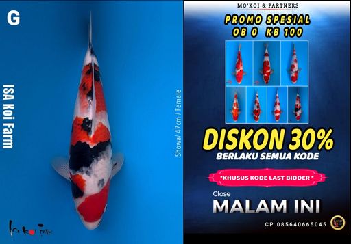 Lelang Koi Online, Jual Beli Ikan Koi, Pusat Jual Beli Koi, Info Lelang Koi Hari Ini, Platform Jual Beli Koi, Jual Beli Ikan Koi Online, Marketplace Ikan Koi, Jual Koi Terbaik, Tempat Beli Koi Berkualitas, Pasar Ikan Koi Online Terpercaya, Penjual Ikan Koi Terpercaya, Beli Koi Hias Online, Ikan Koi untuk Dijual, Koi Kualitas Terbaik, Toko Online Ikan Koi, Koi Hias Untuk Dijual, Jual Beli Ikan Koi Lokal, Koi Indonesia Online, Pusat Jual Beli Koi Terbesar