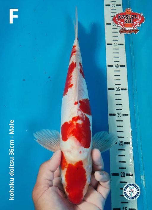 Lelang Koi Online, Jual Beli Ikan Koi, Pusat Jual Beli Koi, Info Lelang Koi Hari Ini, Platform Jual Beli Koi, Jual Beli Ikan Koi Online, Marketplace Ikan Koi, Jual Koi Terbaik, Tempat Beli Koi Berkualitas, Pasar Ikan Koi Online Terpercaya, Penjual Ikan Koi Terpercaya, Beli Koi Hias Online, Ikan Koi untuk Dijual, Koi Kualitas Terbaik, Toko Online Ikan Koi, Koi Hias Untuk Dijual, Jual Beli Ikan Koi Lokal, Koi Indonesia Online, Pusat Jual Beli Koi Terbesar