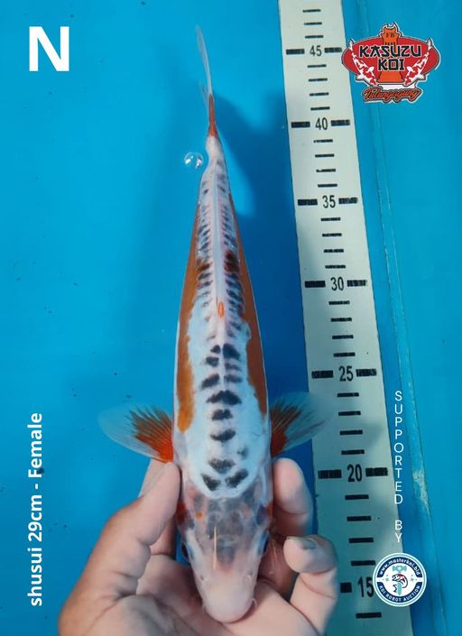 Lelang Koi Online, Jual Beli Ikan Koi, Pusat Jual Beli Koi, Info Lelang Koi Hari Ini, Platform Jual Beli Koi, Jual Beli Ikan Koi Online, Marketplace Ikan Koi, Jual Koi Terbaik, Tempat Beli Koi Berkualitas, Pasar Ikan Koi Online Terpercaya, Penjual Ikan Koi Terpercaya, Beli Koi Hias Online, Ikan Koi untuk Dijual, Koi Kualitas Terbaik, Toko Online Ikan Koi, Koi Hias Untuk Dijual, Jual Beli Ikan Koi Lokal, Koi Indonesia Online, Pusat Jual Beli Koi Terbesar