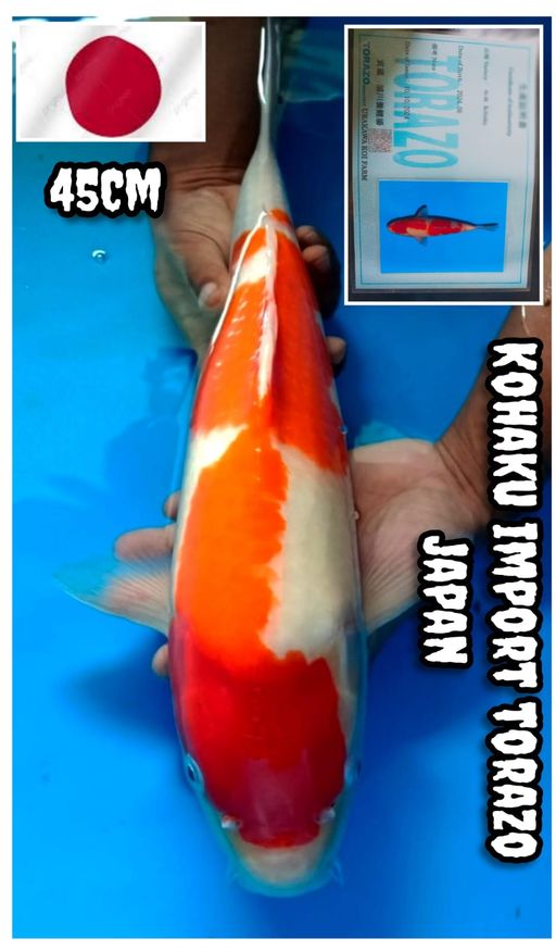 Lelang Koi Online, Jual Beli Ikan Koi, Pusat Jual Beli Koi, Info Lelang Koi Hari Ini, Platform Jual Beli Koi, Jual Beli Ikan Koi Online, Marketplace Ikan Koi, Jual Koi Terbaik, Tempat Beli Koi Berkualitas, Pasar Ikan Koi Online Terpercaya, Penjual Ikan Koi Terpercaya, Beli Koi Hias Online, Ikan Koi untuk Dijual, Koi Kualitas Terbaik, Toko Online Ikan Koi, Koi Hias Untuk Dijual, Jual Beli Ikan Koi Lokal, Koi Indonesia Online, Pusat Jual Beli Koi Terbesar