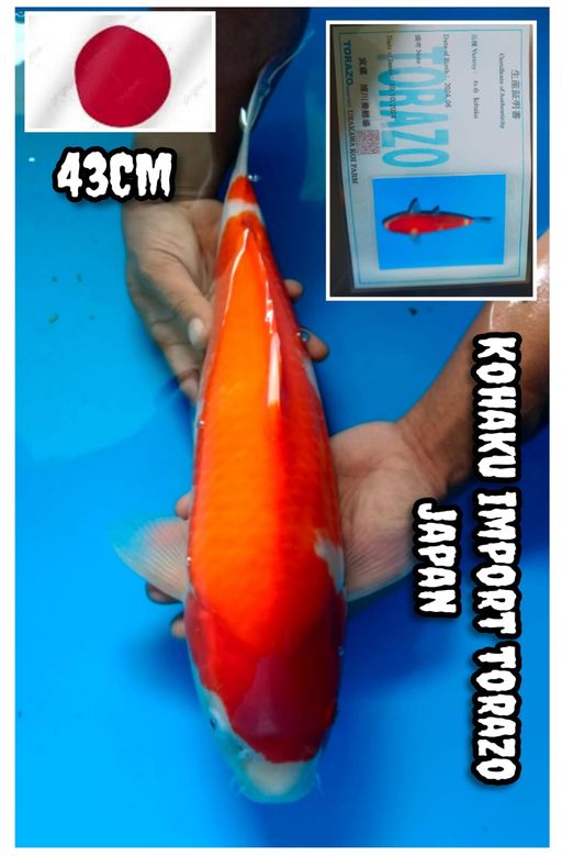 Lelang Koi Online, Jual Beli Ikan Koi, Pusat Jual Beli Koi, Info Lelang Koi Hari Ini, Platform Jual Beli Koi, Jual Beli Ikan Koi Online, Marketplace Ikan Koi, Jual Koi Terbaik, Tempat Beli Koi Berkualitas, Pasar Ikan Koi Online Terpercaya, Penjual Ikan Koi Terpercaya, Beli Koi Hias Online, Ikan Koi untuk Dijual, Koi Kualitas Terbaik, Toko Online Ikan Koi, Koi Hias Untuk Dijual, Jual Beli Ikan Koi Lokal, Koi Indonesia Online, Pusat Jual Beli Koi Terbesar