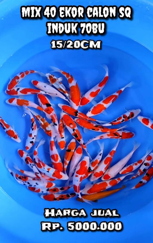 Lelang Koi Online, Jual Beli Ikan Koi, Pusat Jual Beli Koi, Info Lelang Koi Hari Ini, Platform Jual Beli Koi, Jual Beli Ikan Koi Online, Marketplace Ikan Koi, Jual Koi Terbaik, Tempat Beli Koi Berkualitas, Pasar Ikan Koi Online Terpercaya, Penjual Ikan Koi Terpercaya, Beli Koi Hias Online, Ikan Koi untuk Dijual, Koi Kualitas Terbaik, Toko Online Ikan Koi, Koi Hias Untuk Dijual, Jual Beli Ikan Koi Lokal, Koi Indonesia Online, Pusat Jual Beli Koi Terbesar